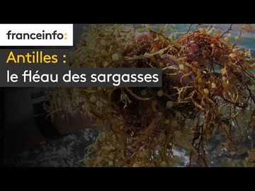 Antilles : le fléau des sargasses