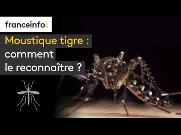 Moustique tigre, comment le reconnaître ?