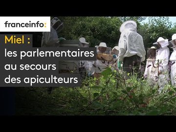 Miel : les parlementaires au secours des apiculteurs