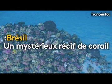 Brésil : plongée au cœur d'un récif de corail méconnu - franceinfo