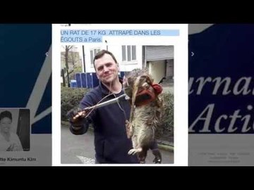 Fact Checking : un rat de 17kg retrouvé dans les égouts de Paris ?